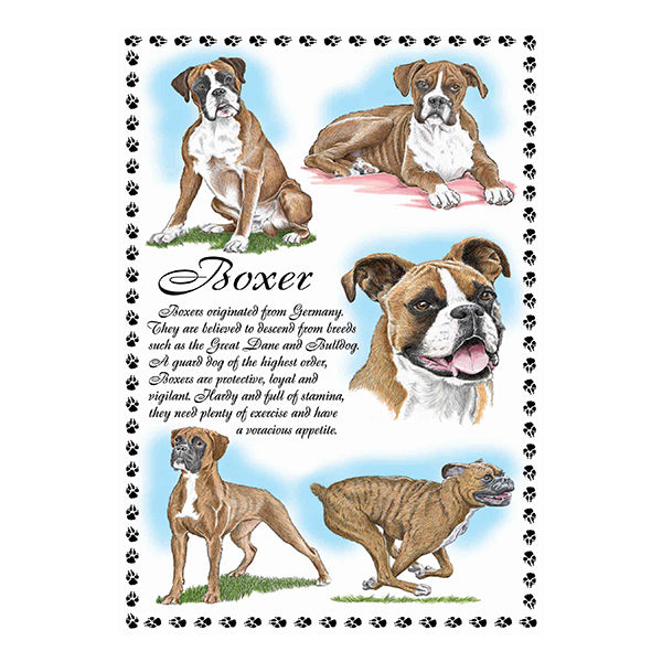 0638 - Boxer