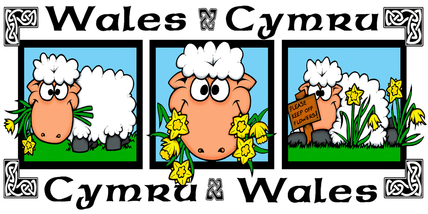 0509 - Sheep Pic