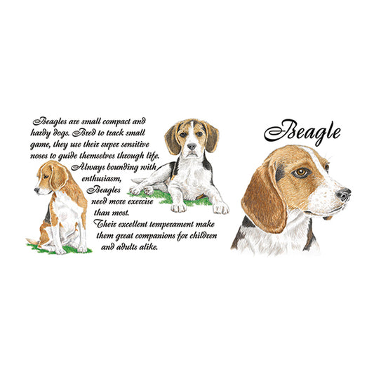 0434 - Beagle