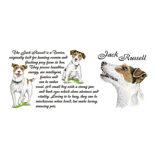0447 - Jack Russell