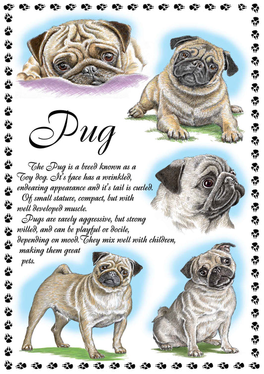 0650 - Pug