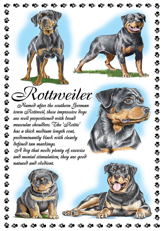 0651 - Rottweiler