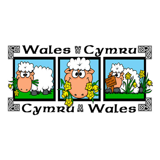 0509 - Sheep Pic